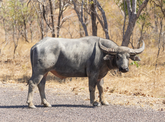 Water Buffalo photo 2
