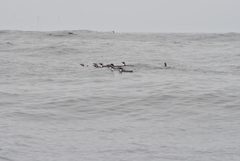 Spheniscus humboldti