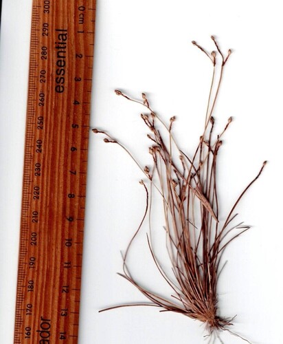 Fimbristylis ammobia