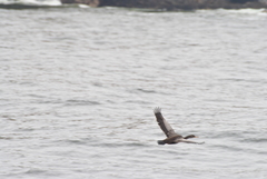 Poikilocarbo gaimardi