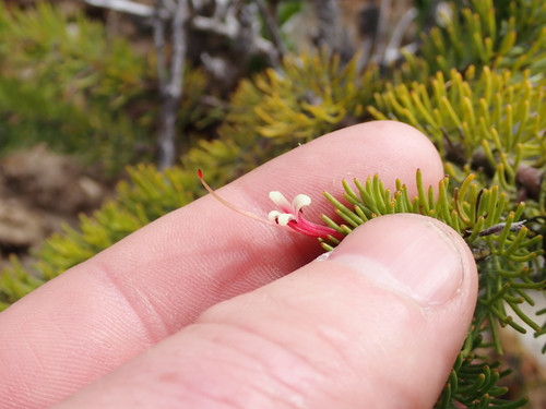 Adenanthos labillardierei (Adenanthos labillardierei)