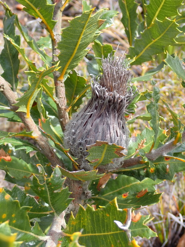 Banksia heliantha, photograph 6