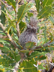 Banksia heliantha, photograph (c) Em Lamond, some rights reserved (CC BY)