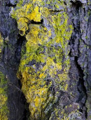 Chrysothrix granulosa