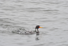 Poikilocarbo gaimardi