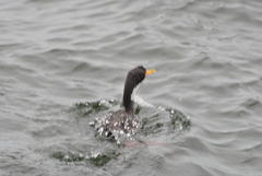 Poikilocarbo gaimardi