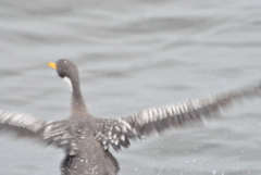 Poikilocarbo gaimardi