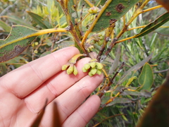 Woolbernup Mallee (Eucalyptus acies)