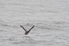 Poikilocarbo gaimardi