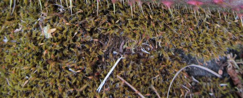 Great Grimmia (Grimmia decipiens)