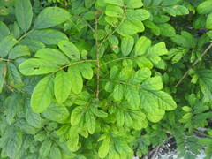 Lonchocarpus rugosus