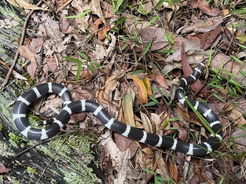 Eastern Bandy Bandy sighting