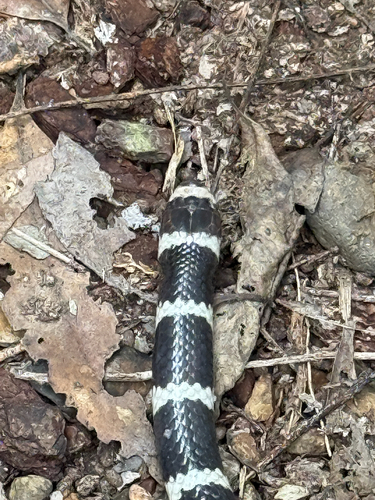 Eastern Bandy Bandy sighting