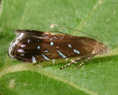 Strobisia iridipennella