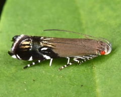 Anacampsis levipedella