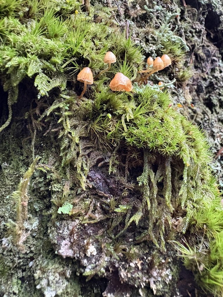 Galerina hypnorum · November 2025 · photo: © jerryn (iNaturalist, cc-by)