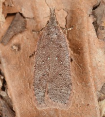 Dichomeris ventrellus