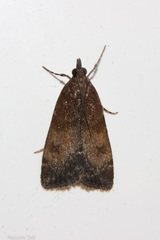 Eudonia asterisca