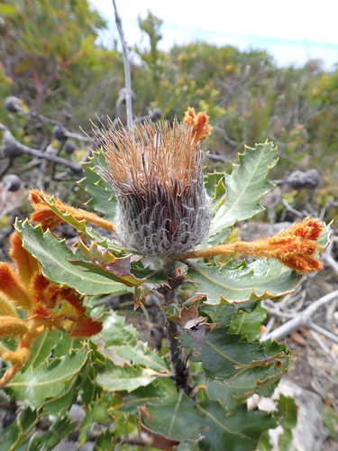 Banksia heliantha, photograph 5