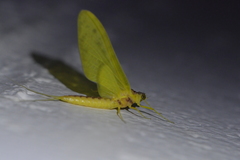 Ameletopsis perscitus