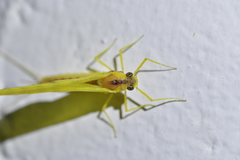 Ameletopsis perscitus