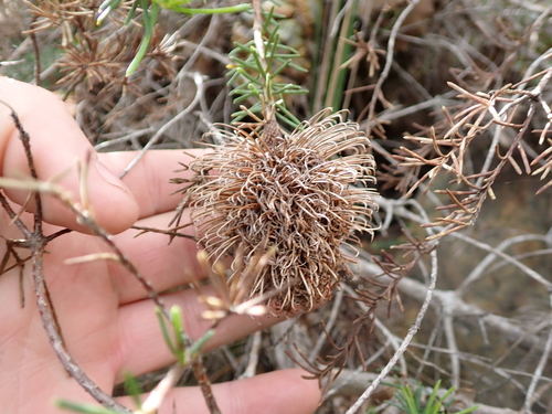 Banksia nutans, photograph 4