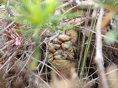 Banksia nutans, photograph (c) Em Lamond, some rights reserved (CC BY)