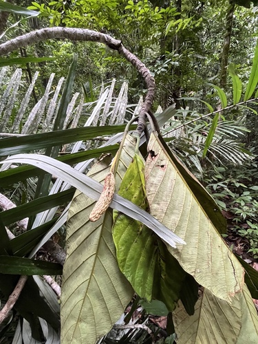 Artocarpus sericicarpus observed 2025-11-29