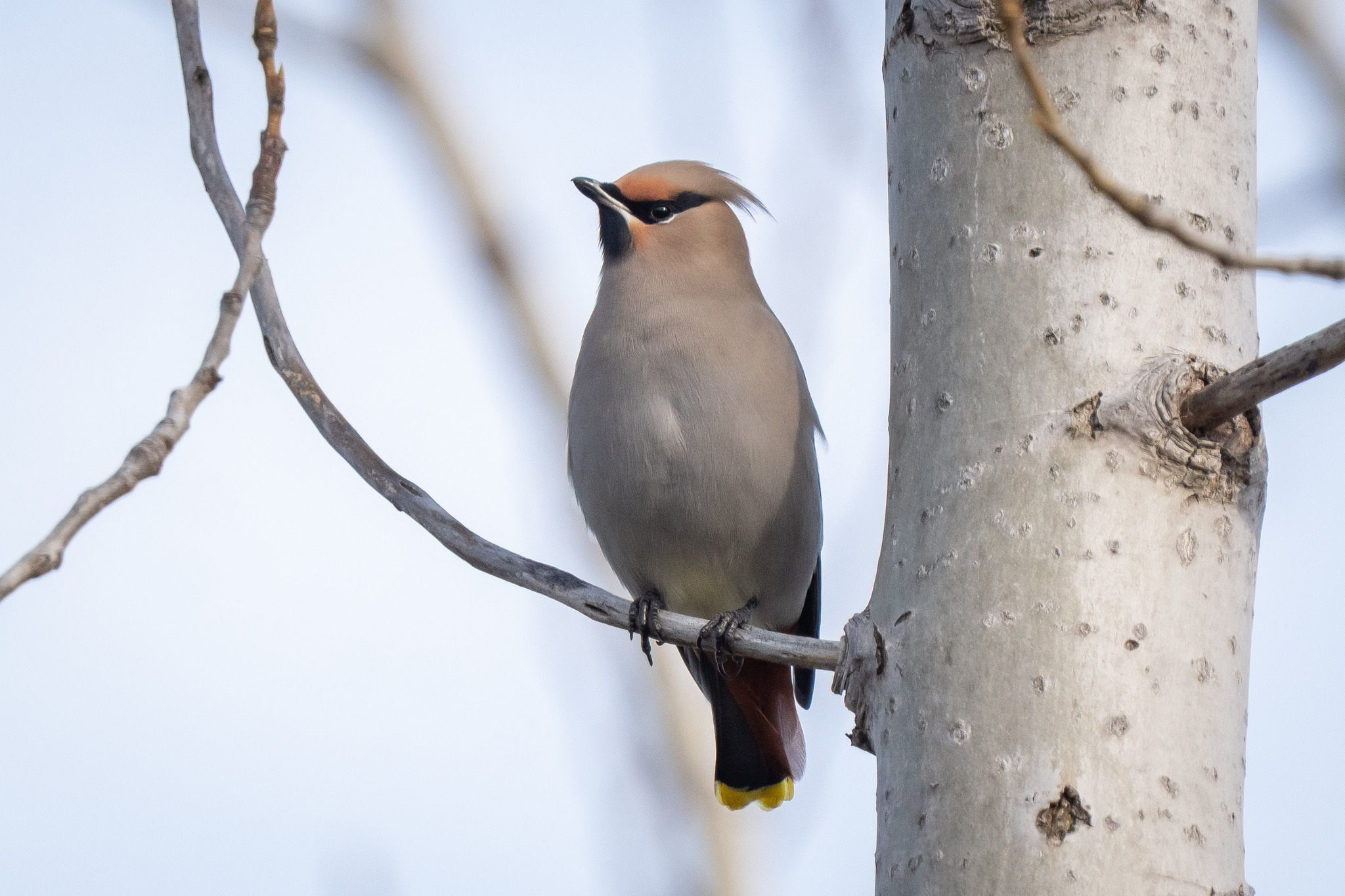 Bohemian Waxwing
