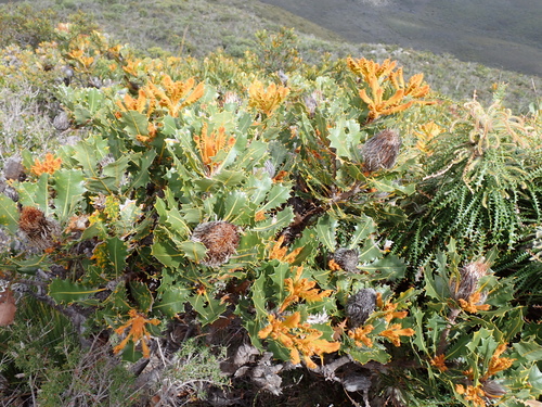 Banksia heliantha, photograph 4