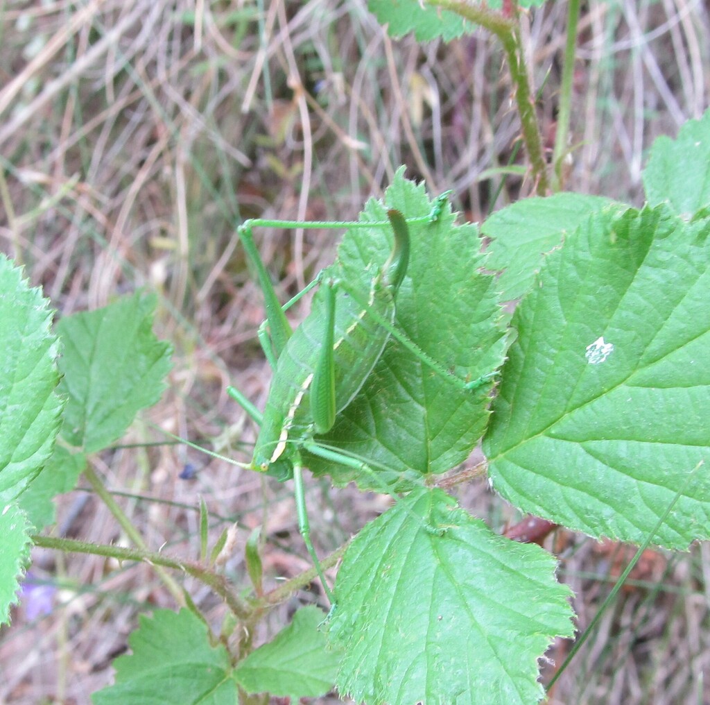 Macpherson's Striped Bush-cricket