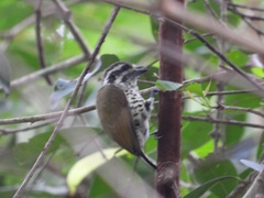 Picumnus innominatus
