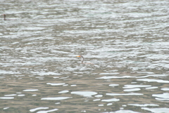 Poikilocarbo gaimardi