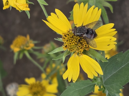 Unknown species found near Wichita Falls, TX 76301, USA