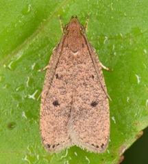 Psilocorsis reflexella