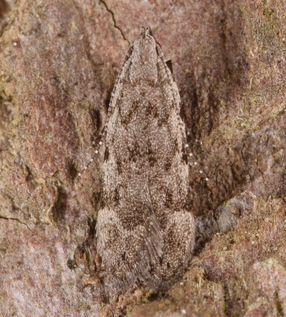 Anacampsis conclusella