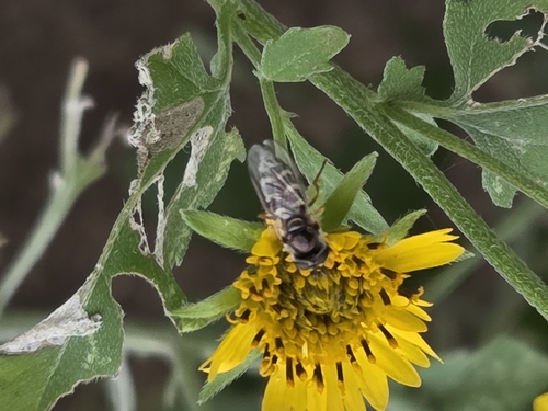 Unknown species found near Wichita Falls, TX 76301, USA
