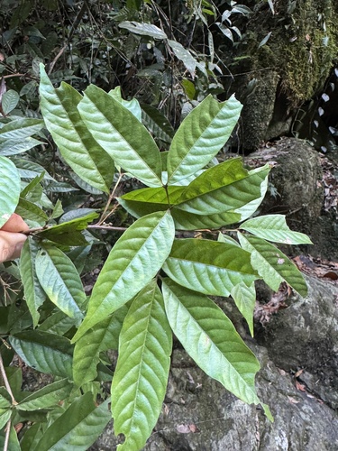 Arytera pauciflora observed 2025-11-29