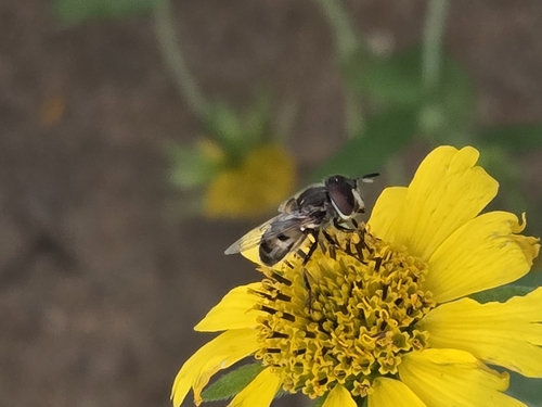 Unknown species found near Wichita Falls, TX 76301, USA