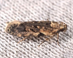 Chionodes pereyra