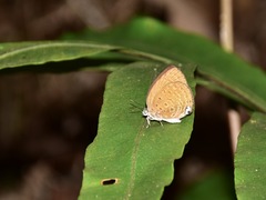 Arhopala major