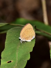 Arhopala major