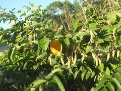 Helicteres baruensis