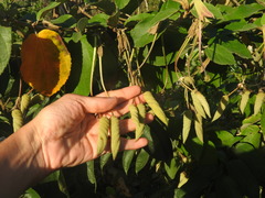 Helicteres baruensis