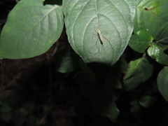 Mecistoscelis scirtetoides