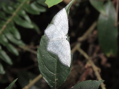 Leucodrepana serratilinea