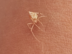 Cryptachaea meraukensis