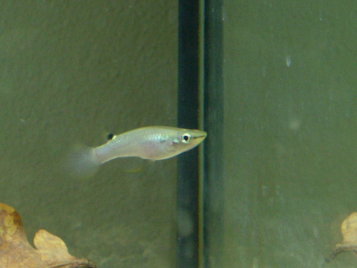 Aplocheilus panchax