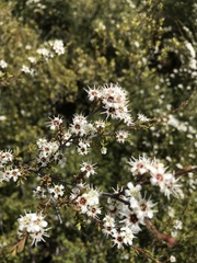 Kunzea tenuicaulis