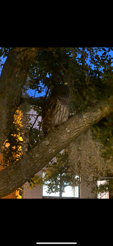 View observation of {o.common_name} on iNaturalist